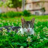 Molti di questi animali sono stati condotti qui proprio da Vanny